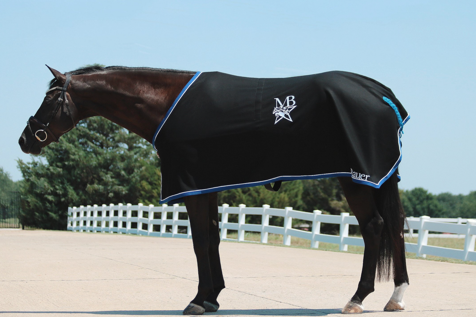 Horse in an outdoor setting wearing a black wool cooler with leather enclosure. Custom options include blue trim, white piping and a logo.